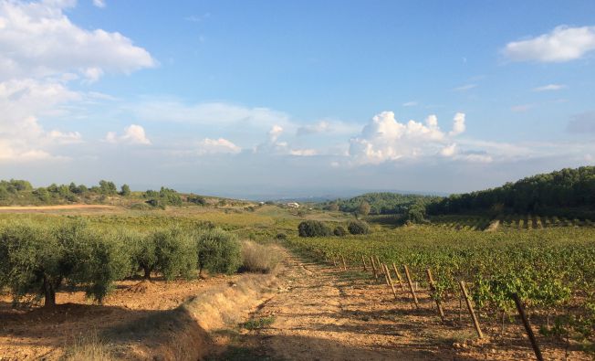 Active vineyards and olive groves in the Penedès (Catalonia, Spain).