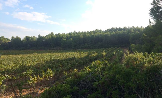 Active vineyard adjacent to abandoned vineyards undergoing forest regeneration (Catalonia, Spain).