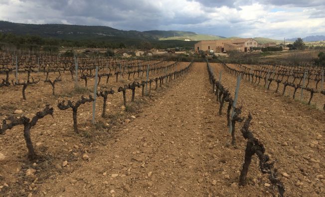 Active vineyard site in the Penedès (Catalonia, Spain).