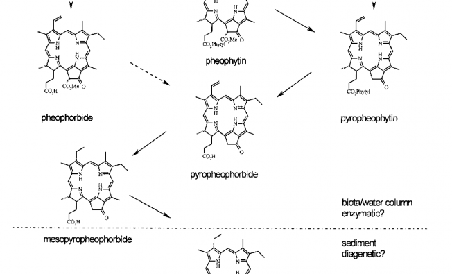 Representation of the Treibs Scheme leading to cycloalkanoporphyrins, formulated for CHL-a