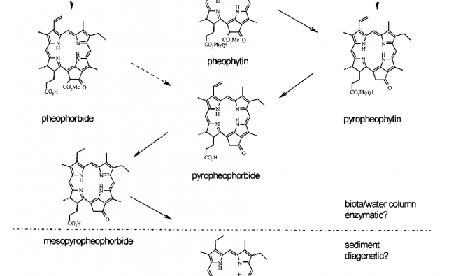 Representation of the Treibs Scheme leading to cycloalkanoporphyrins, formulated for CHL-a