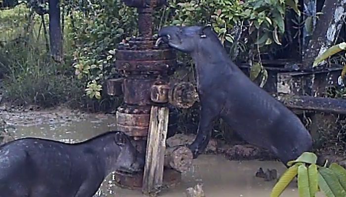 Contaminación ambiental de las actividades de extracción petrolera y la munición de plomo en territorios indígenas de los bosques lluviosos tropicales y ecosistemas remotos