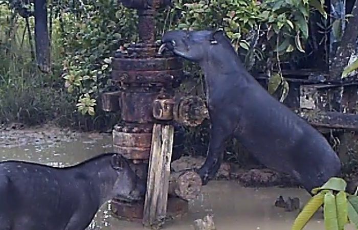 Contaminación ambiental de las actividades de extracción petrolera y la munición de plomo en territorios indígenas de los bosques lluviosos tropicales y ecosistemas remotos